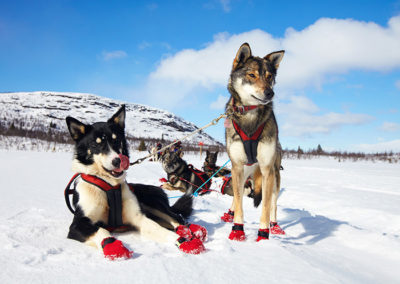 Cold-Nose-Huskies