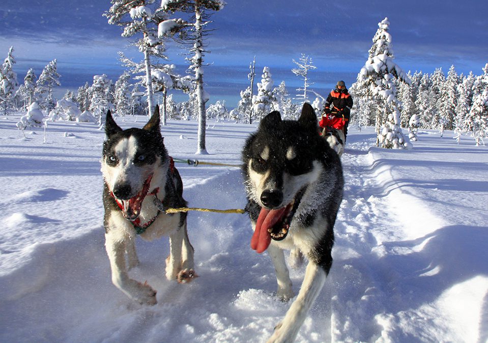 Huskyfarm Tväråträsk